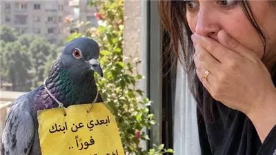 الحمامه من حكايات زهرة الربيع